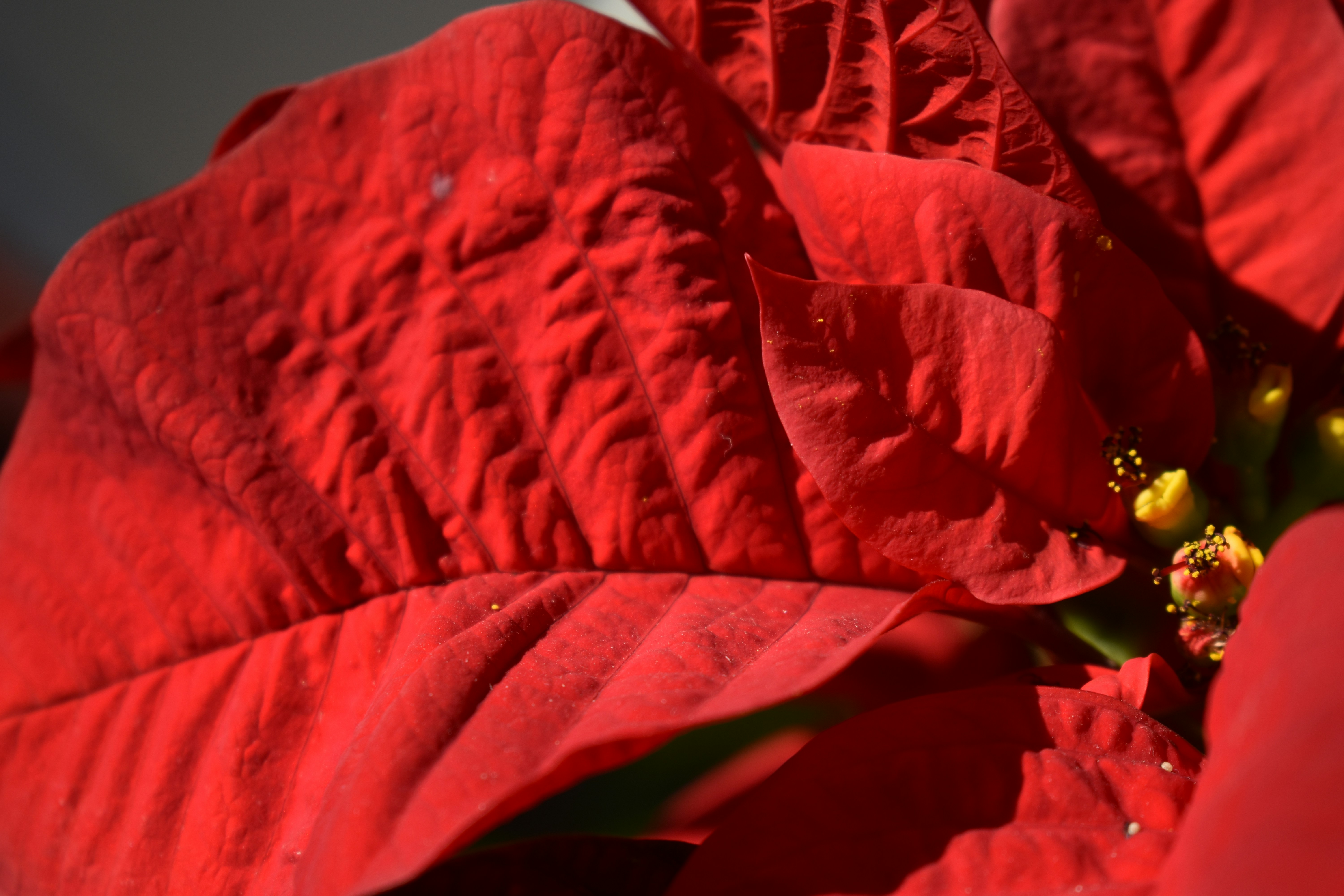 Un primer plano de una gran flor roja