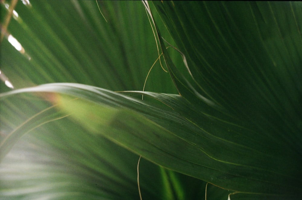 un primo piano di una grande foglia verde