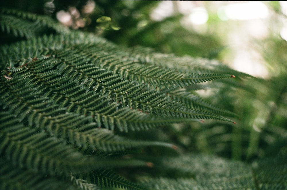 a close up of a green plant with lots of leaves