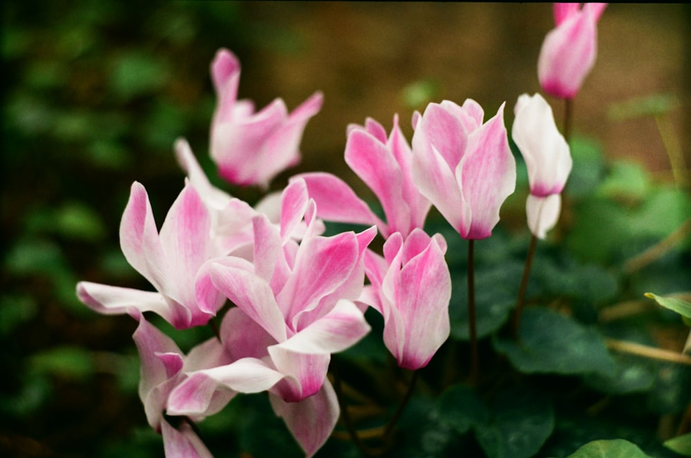 a bunch of pink and white flowers in a garden