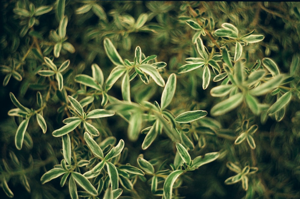 a close up of a plant with green leaves