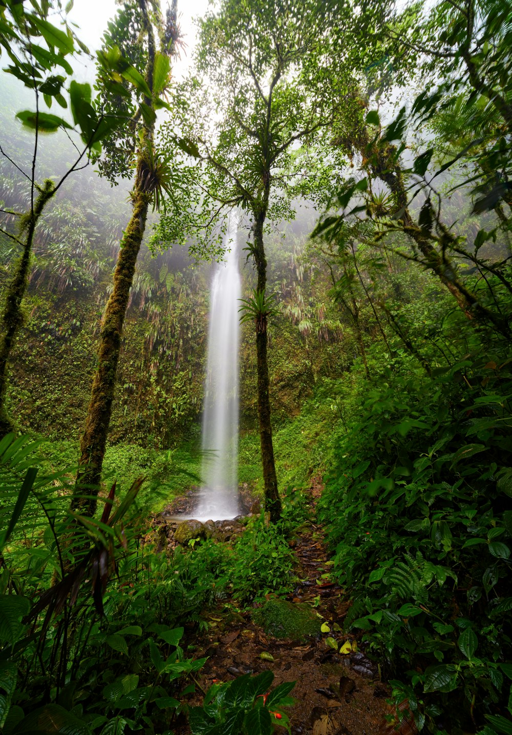 a waterfall in the middle of a lush green forest