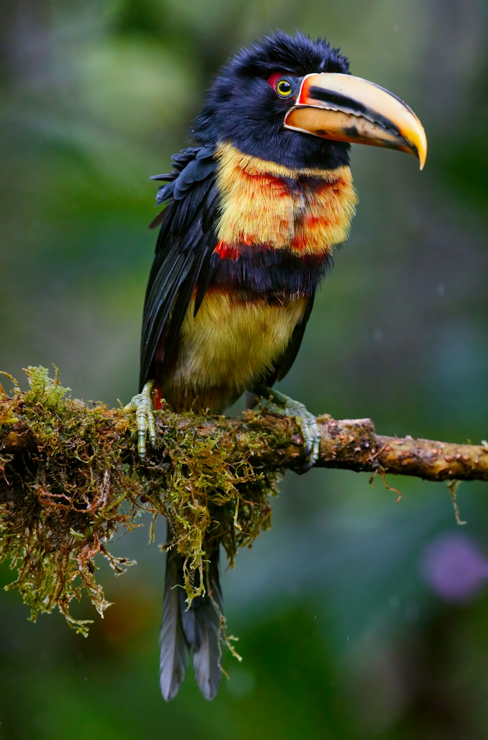 Ein bunter Vogel sitzt auf einem Ast