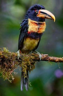 A vibrant bird with black, yellow, and red feathers perched on a moss-covered branch. It has a large, curved yellow beak and vivid eyes, set against a blurred green background, suggesting a natural habitat.