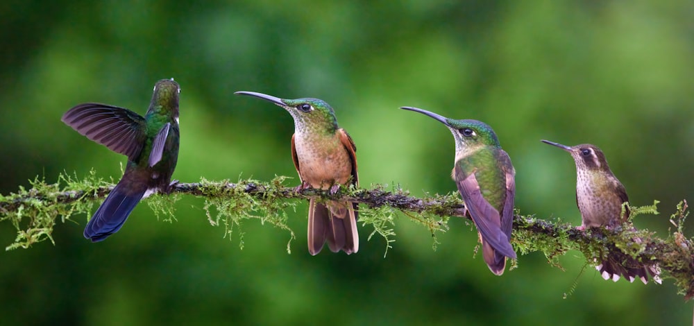 a group of hummingbirds perched on a branch