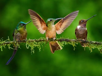 three hummingbirds perched on a branch with their wings open