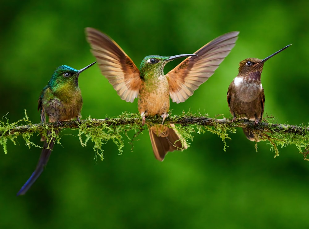 three hummingbirds perched on a branch with their wings open