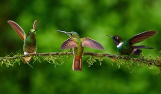a group of birds sitting on top of a tree branch