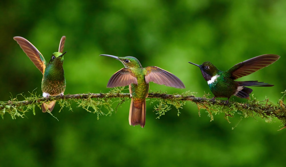 a group of birds sitting on top of a tree branch