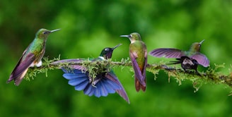 a group of hummingbirds perched on a branch