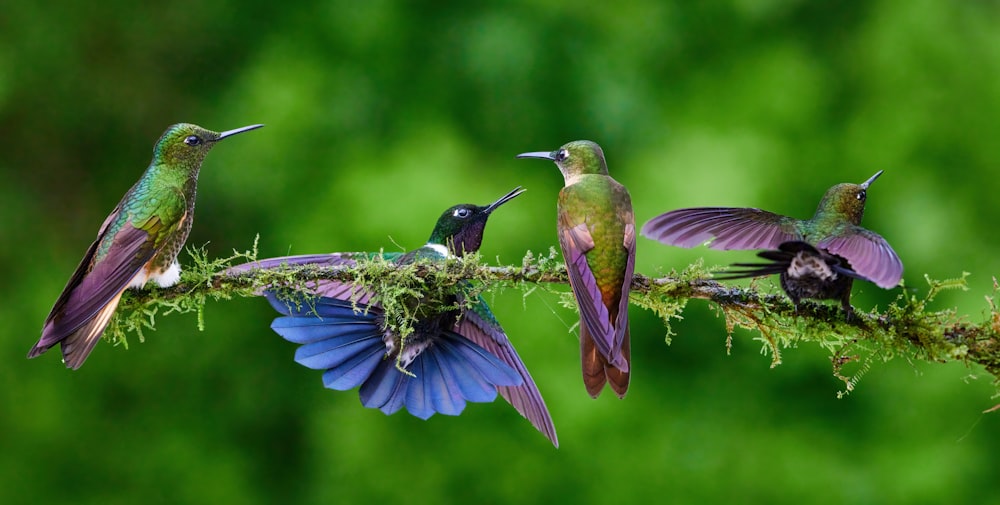 a group of hummingbirds perched on a branch