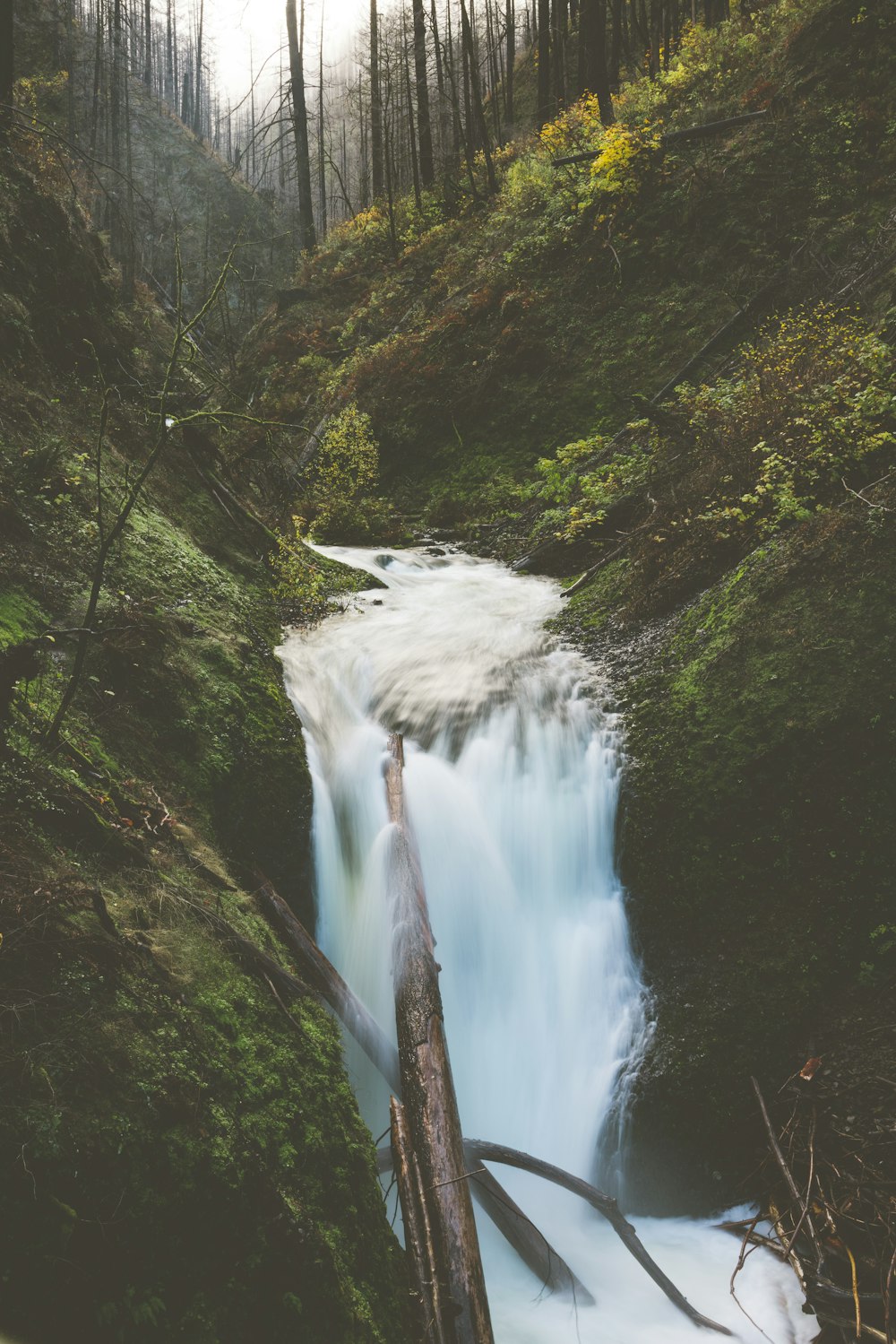 a river running through a lush green forest