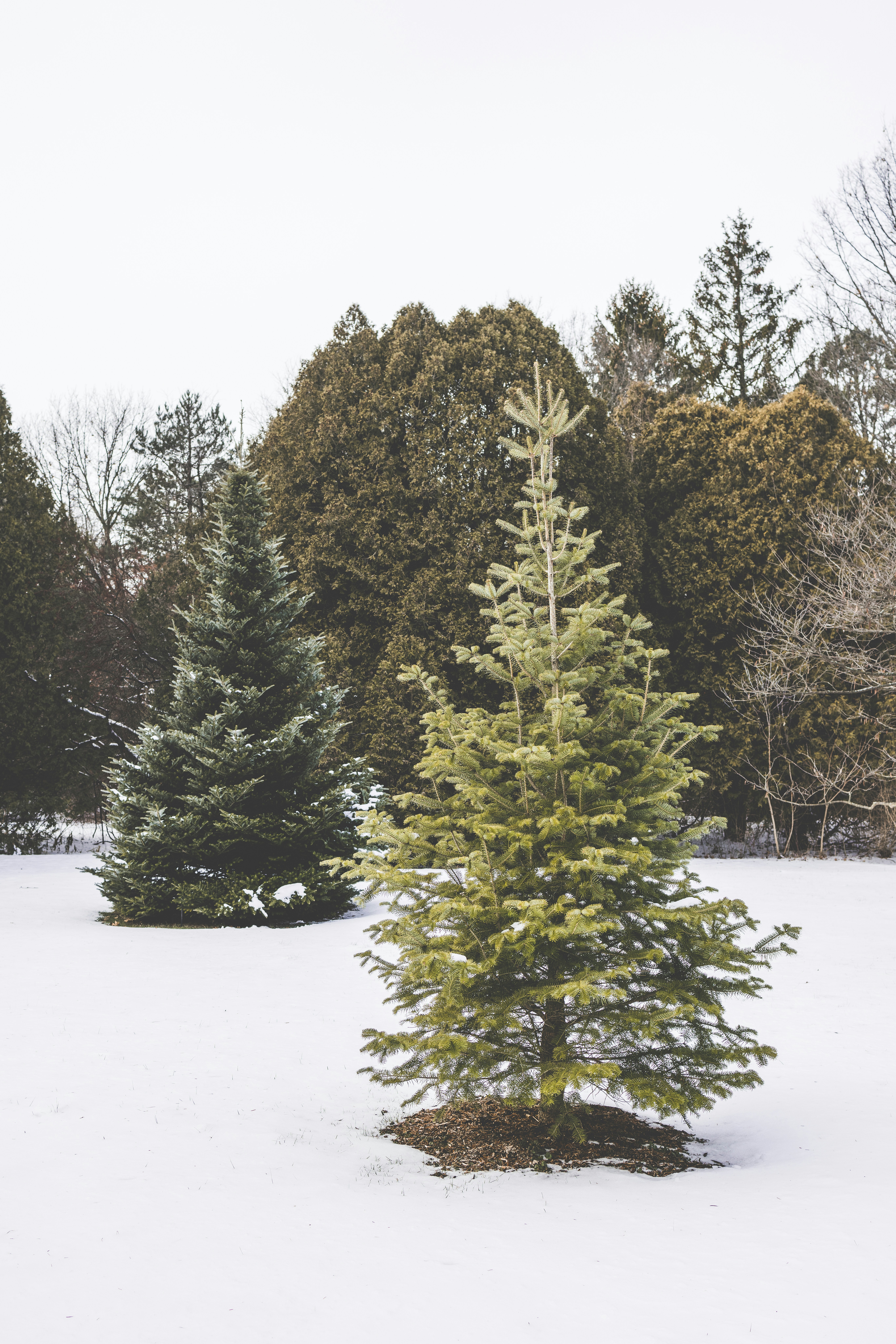 a small pine tree in the middle of a snowy field