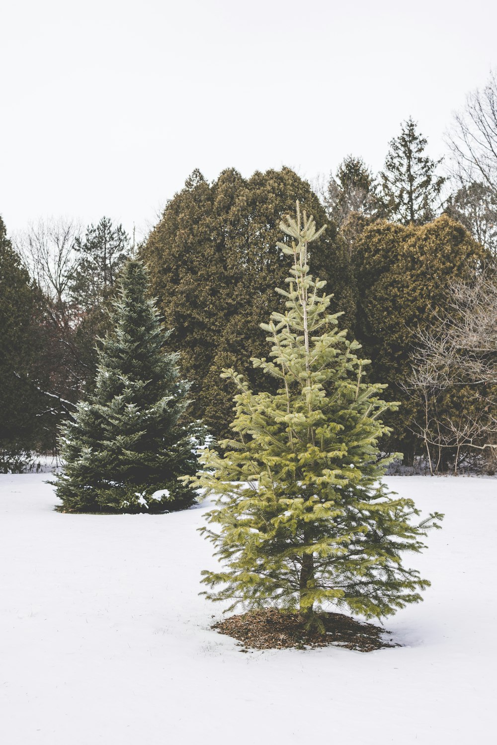 a small pine tree in the middle of a snowy field