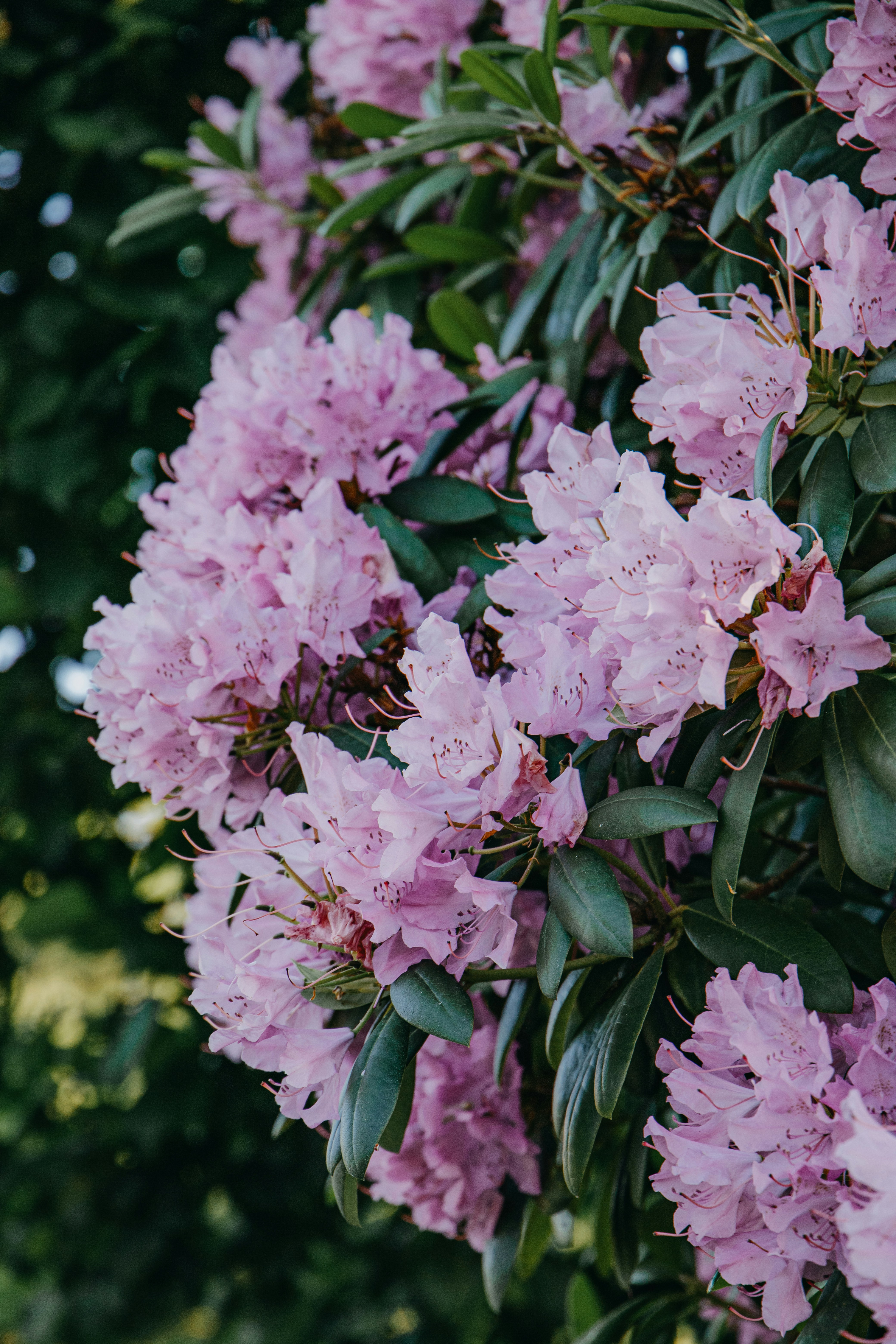 Photo by katharina_bill