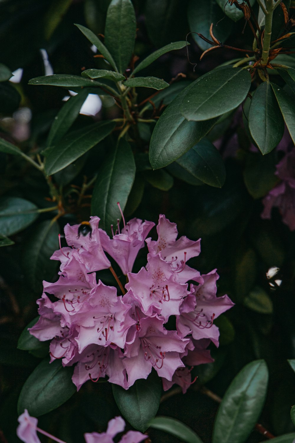 a close up of a pink flower on a tree