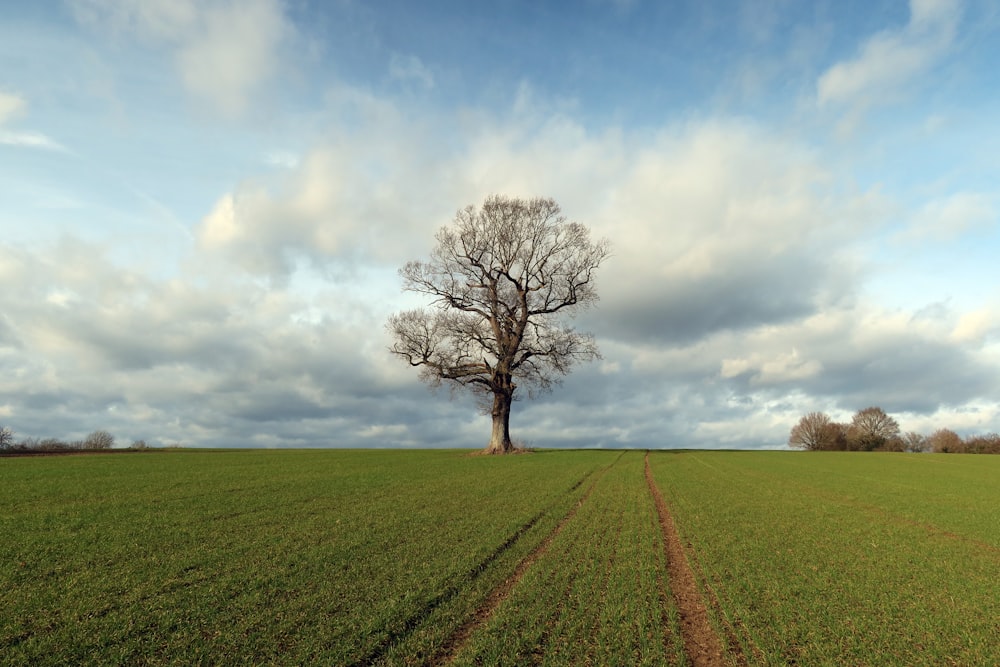 a lone tree stands in the middle of a field