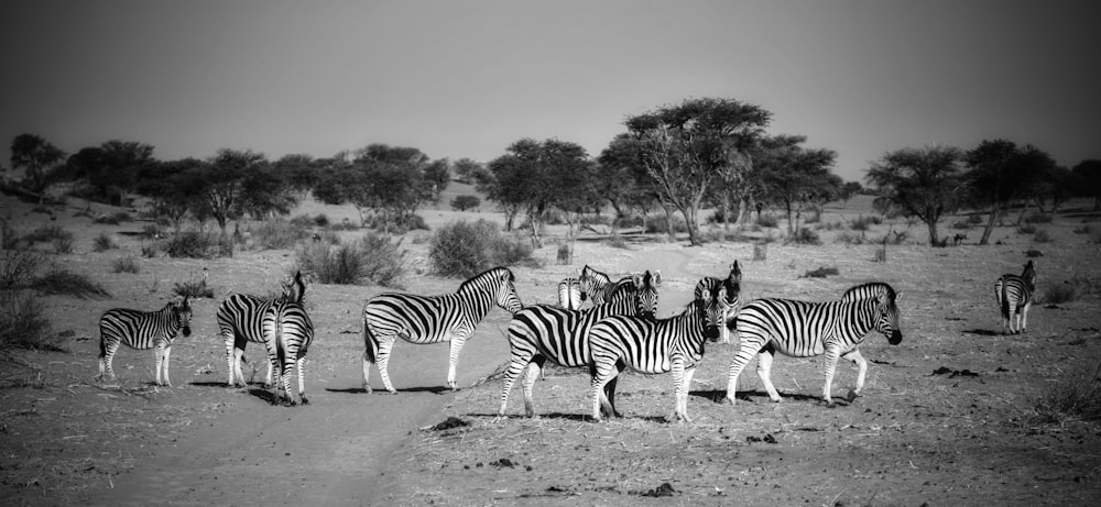 a herd of zebra standing on top of a dirt field