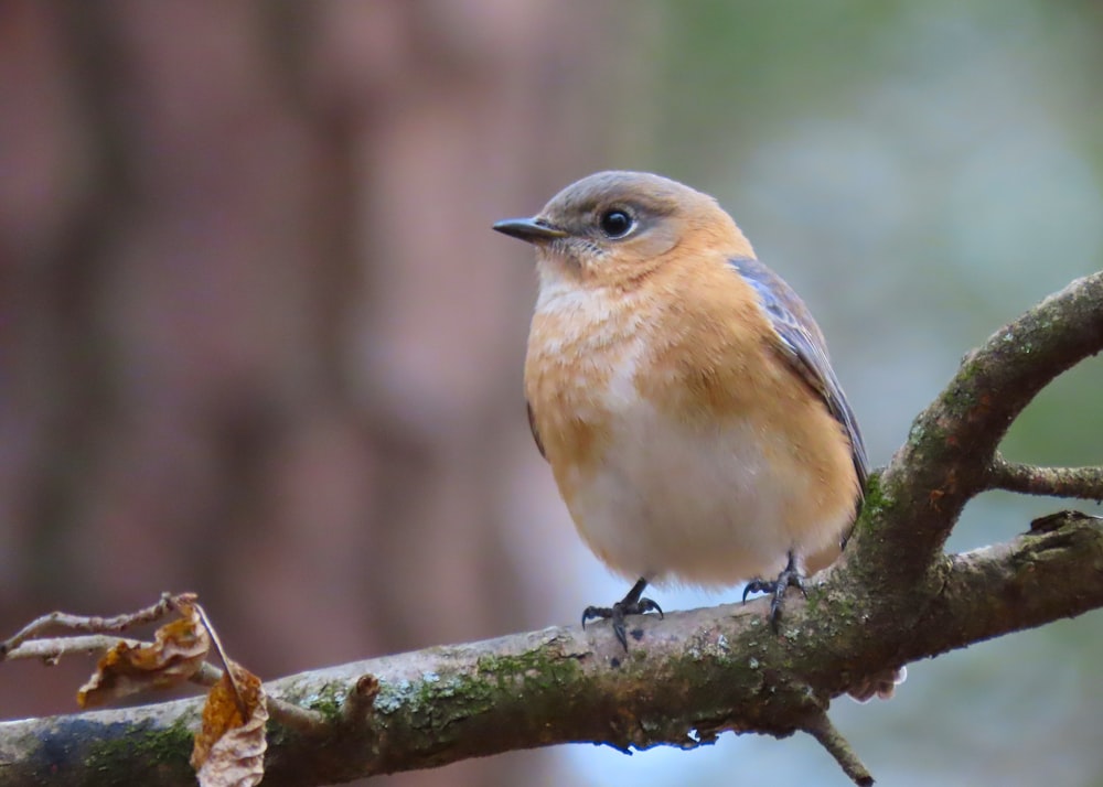 a small bird perched on a tree branch