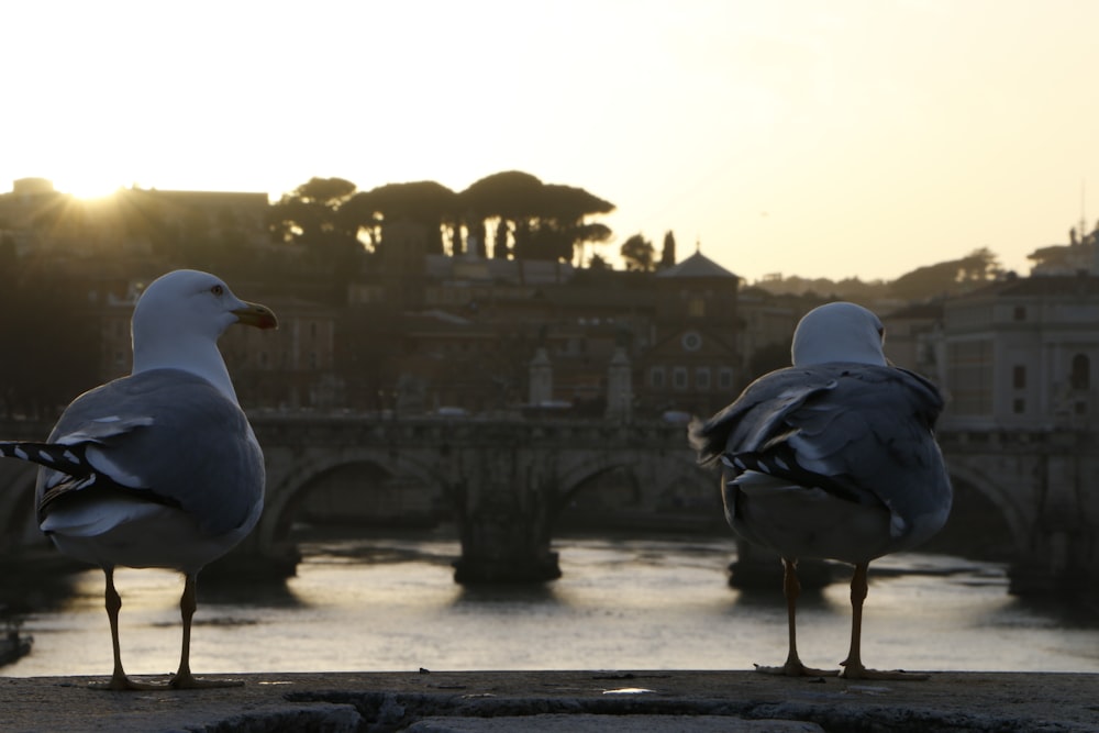 two seagulls standing on a ledge overlooking a river