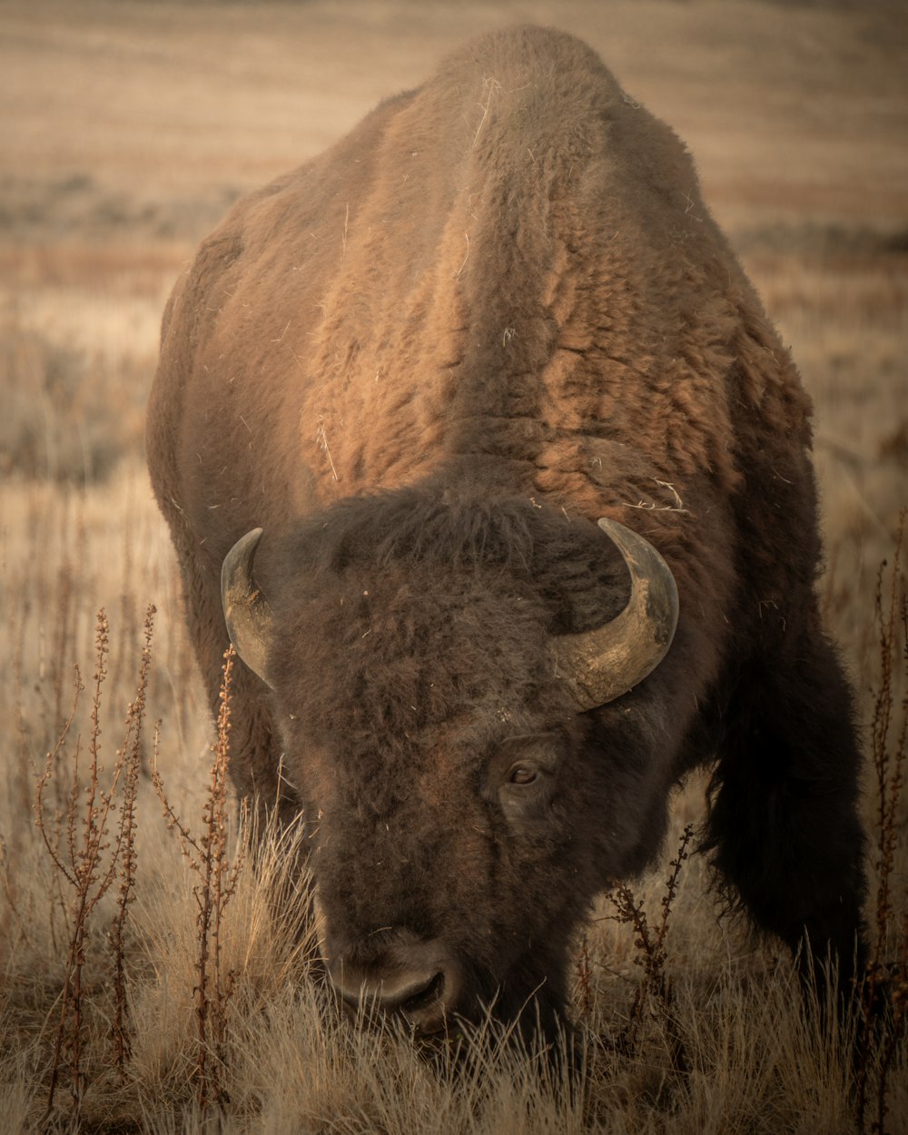 a close up of bison standing on top of a dry grass field