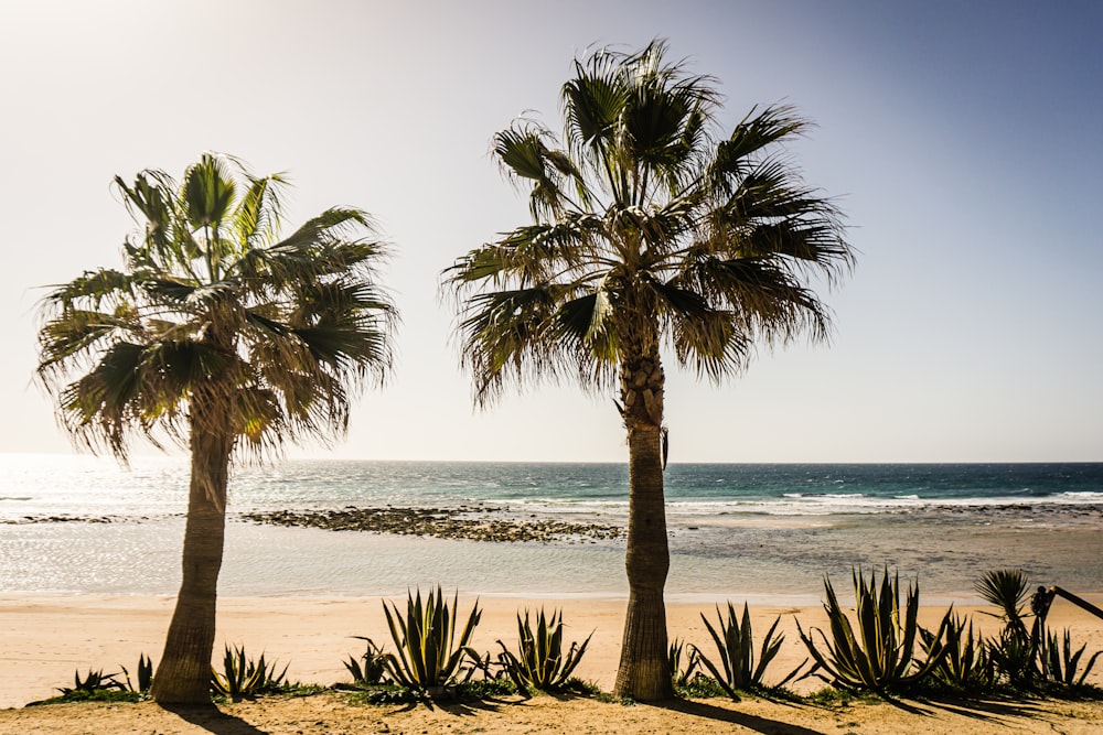 a group of palm trees on a beach near a body of water