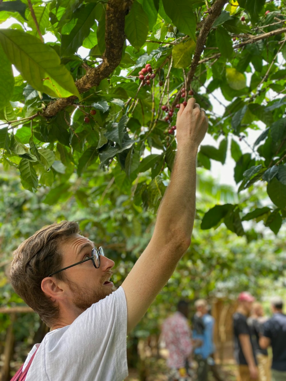 木から果実を摘むために手を伸ばす男