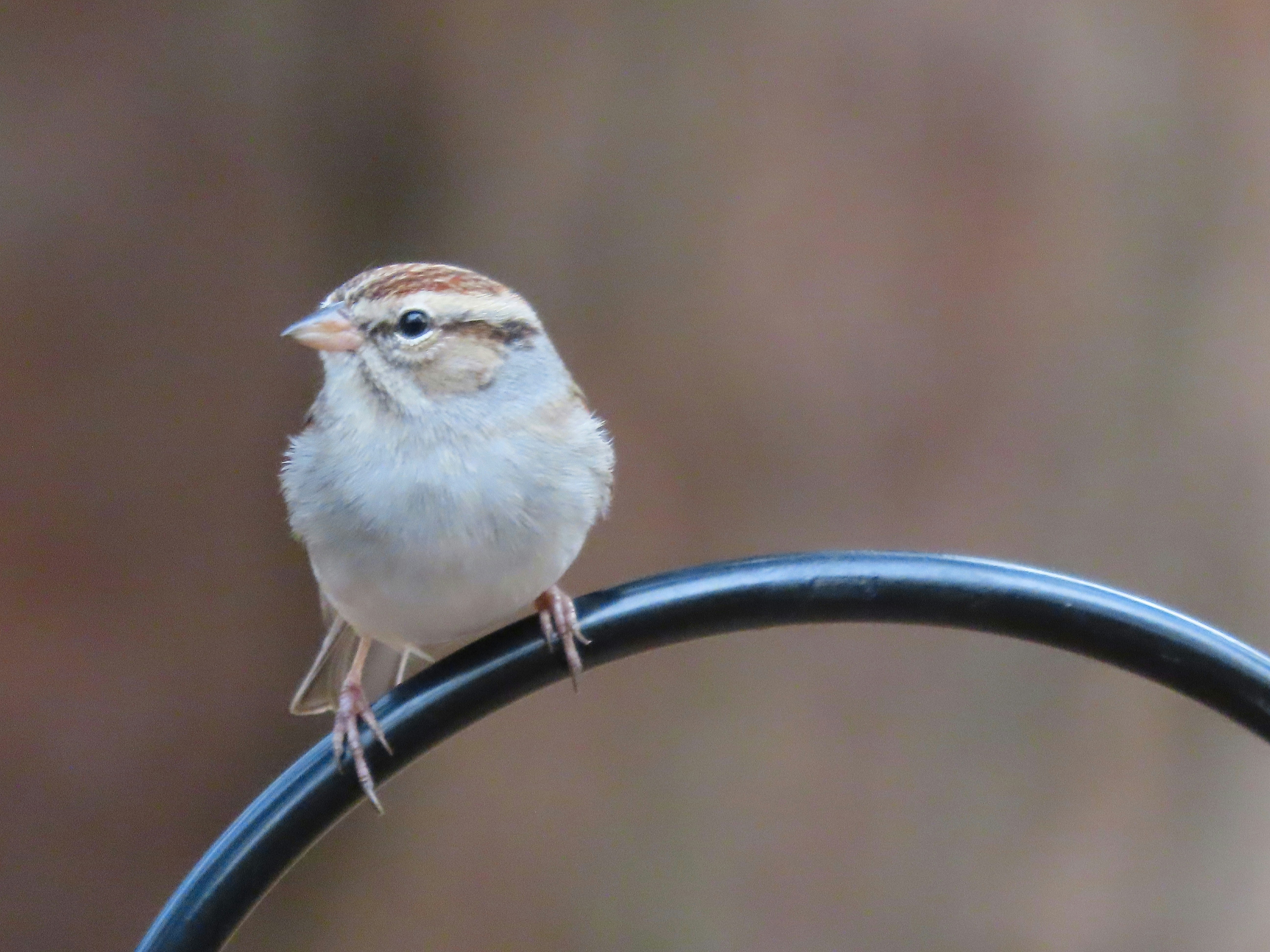 a small bird sitting on top of a metal pole