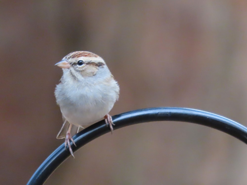 Un pequeño pájaro sentado encima de un poste de metal