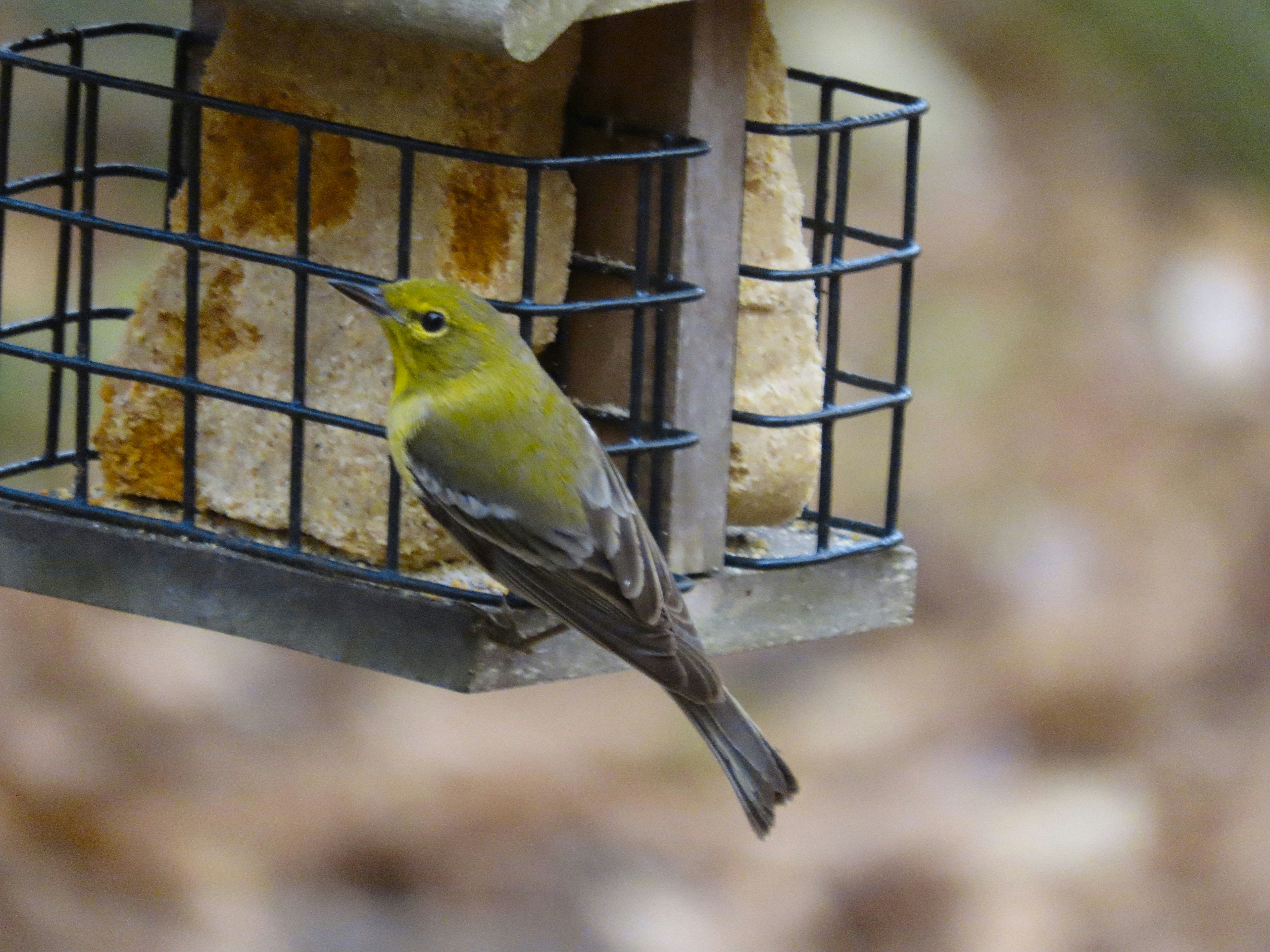 Photo by dlwhitehurst