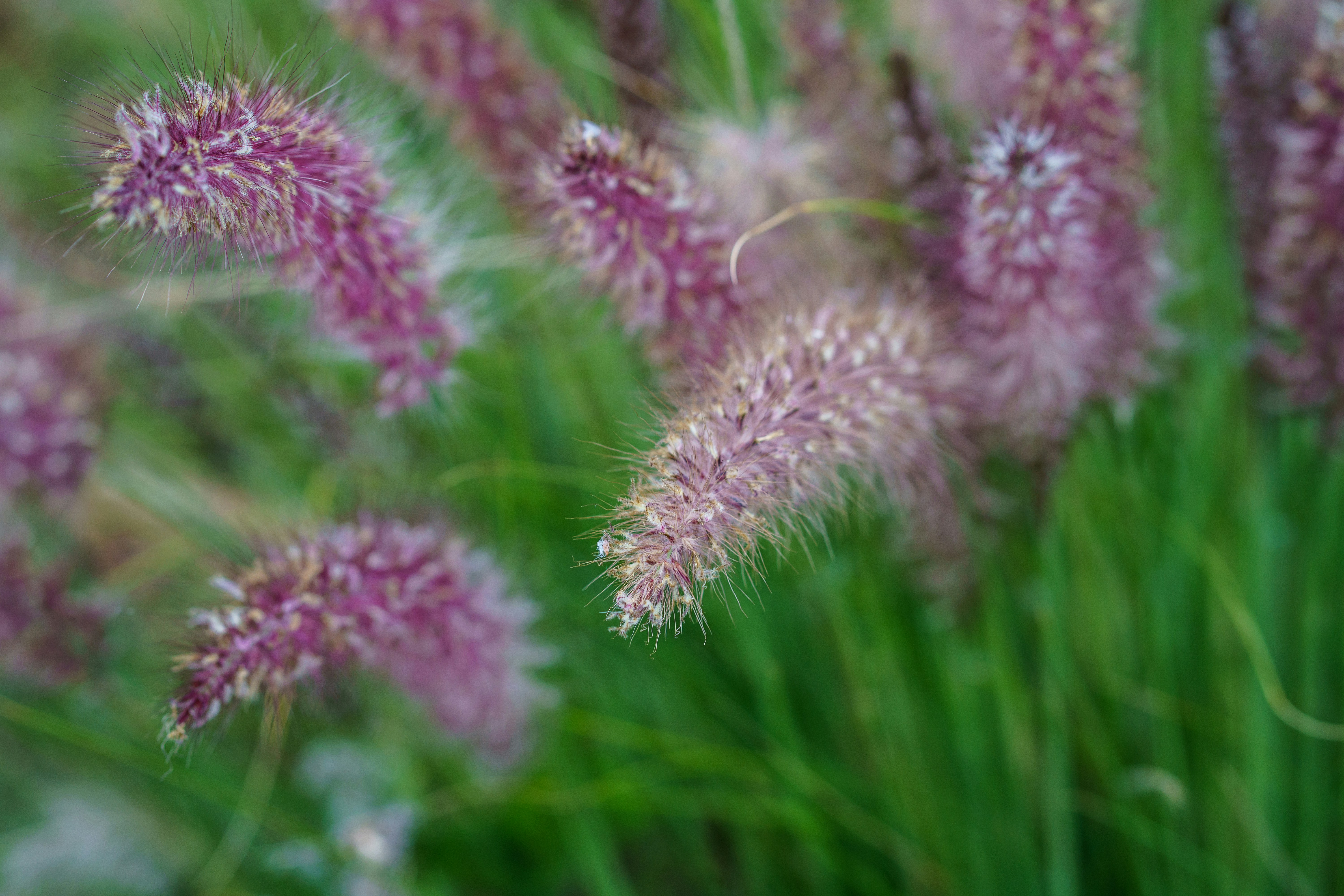 Photo by earl_plannerzone