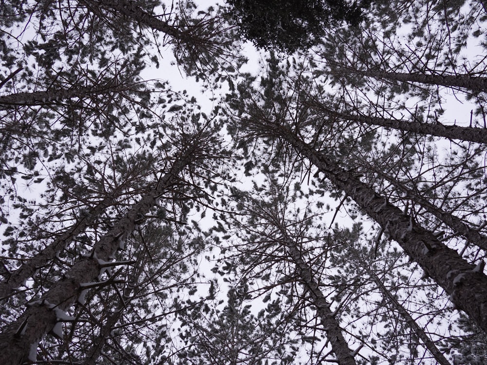 looking up at the tops of tall trees