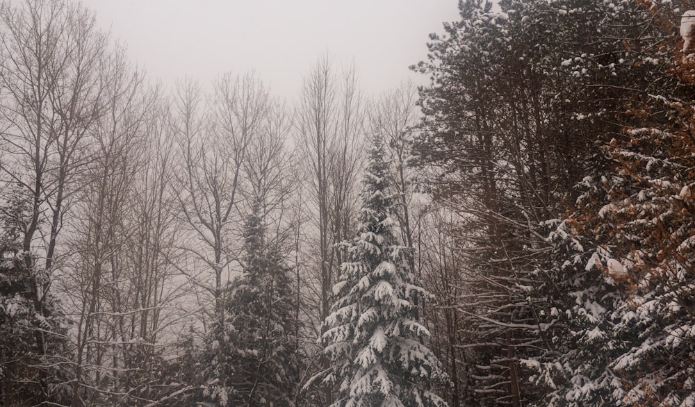 una foresta innevata piena di molti alberi