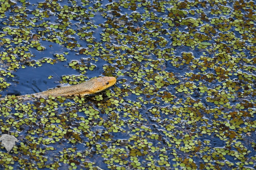 a large fish floating on top of a body of water