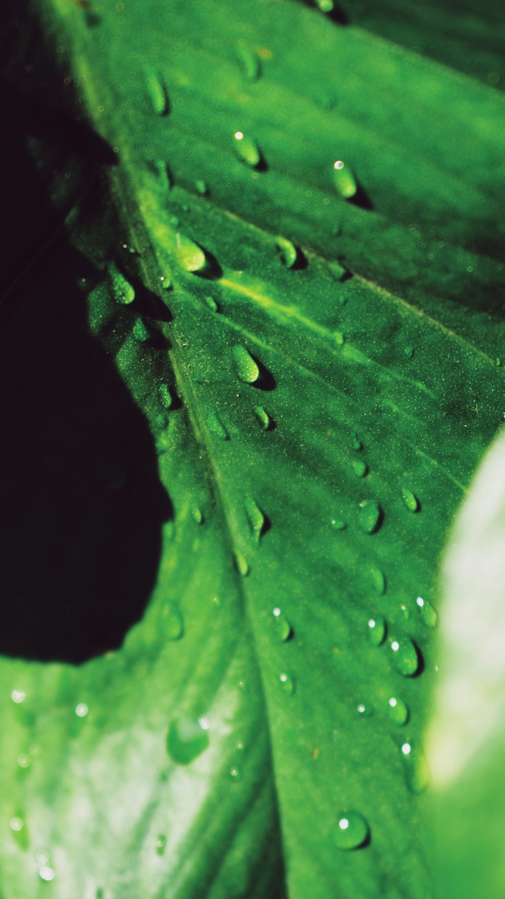 a green leaf with water drops on it