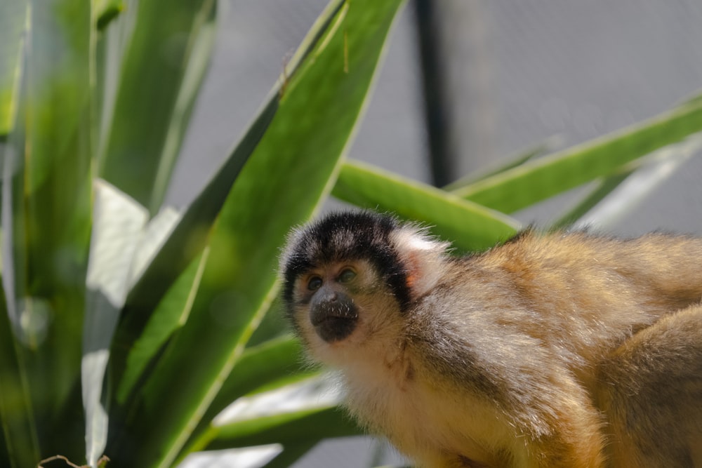 a small monkey sitting on top of a green plant