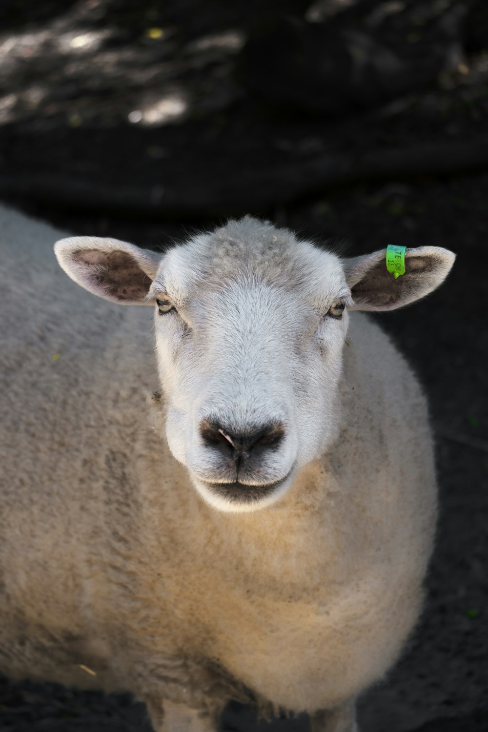 un primo piano di una pecora con un cartellino verde sull'orecchio