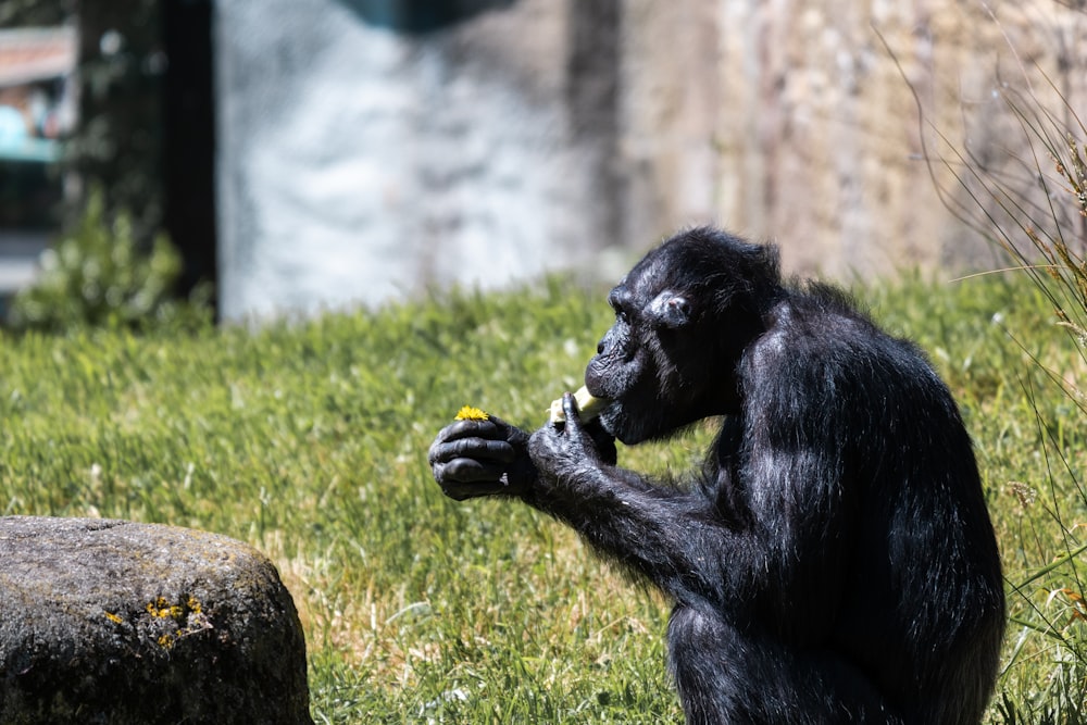 una scimmia seduta nell'erba che mangia un pezzo di cibo