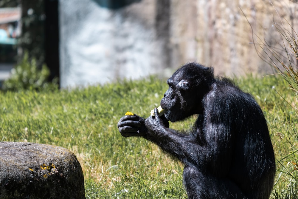 a monkey sitting in the grass eating a piece of food