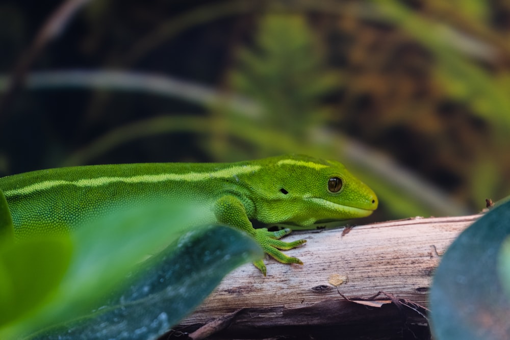 a green lizard sitting on top of a tree branch