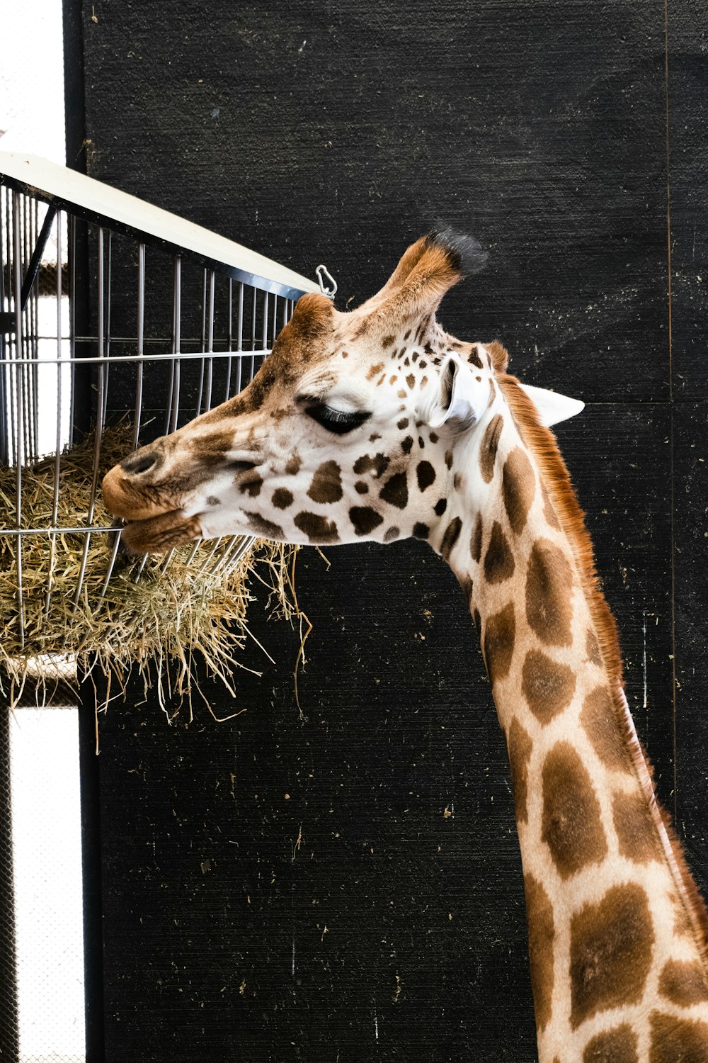 a giraffe eating hay out of a feeder