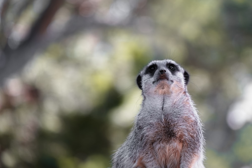 a meerkat looking up into the sky