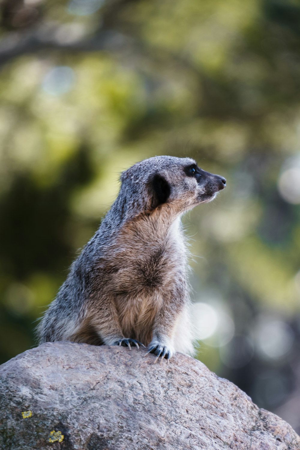 a small animal sitting on top of a large rock