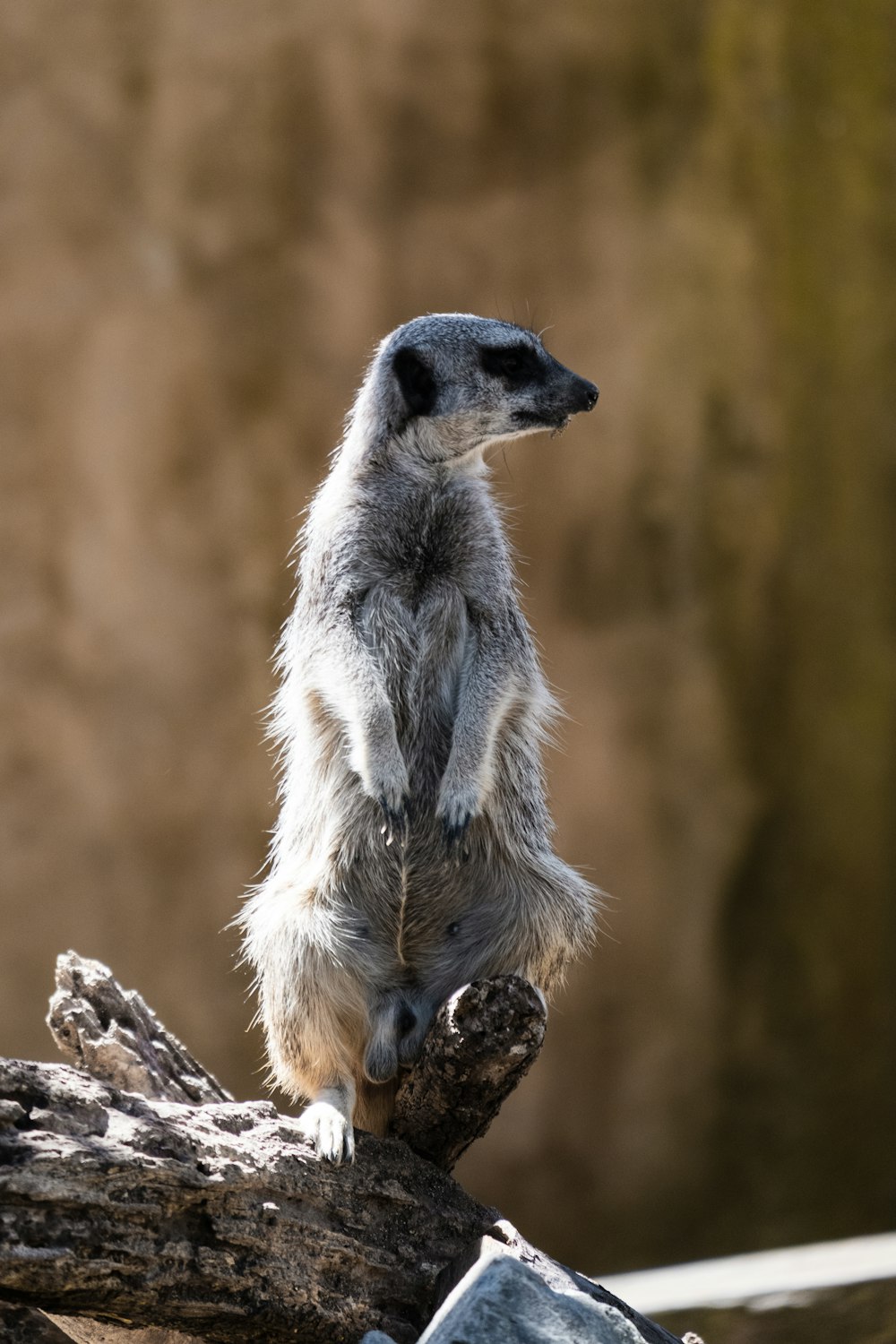 a small meerkat standing on a tree branch