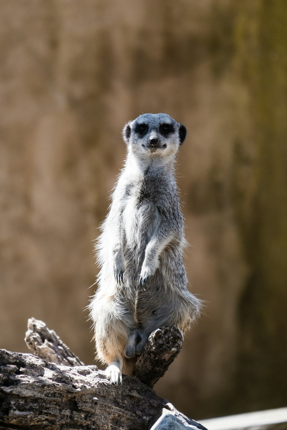 a small meerkat standing on a tree branch