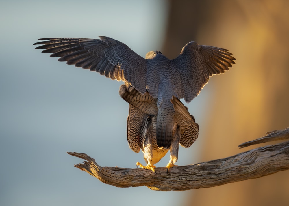 a bird is perched on a branch with its wings spread