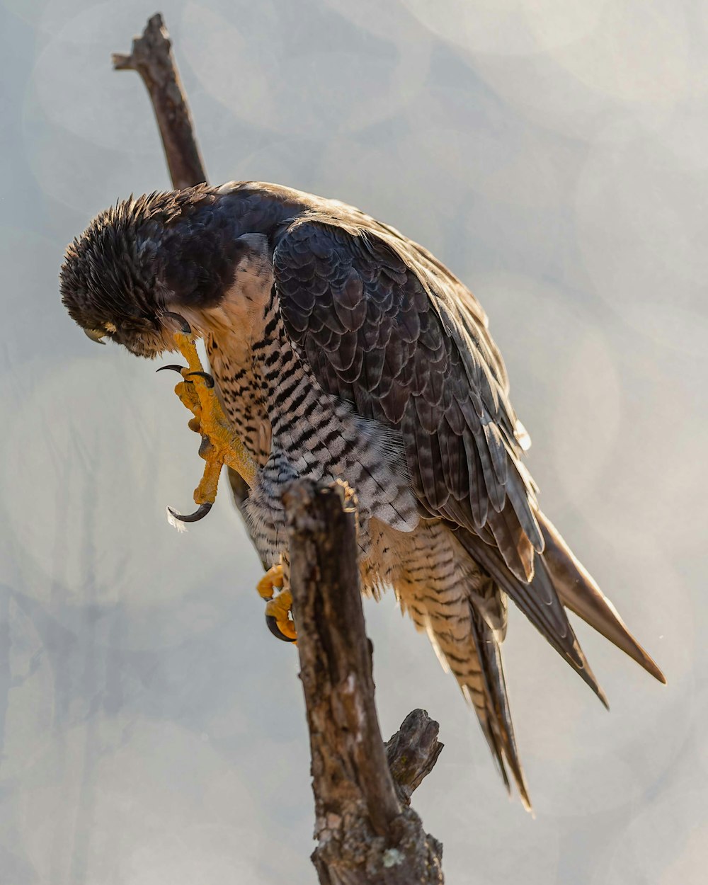 a large bird perched on top of a tree branch