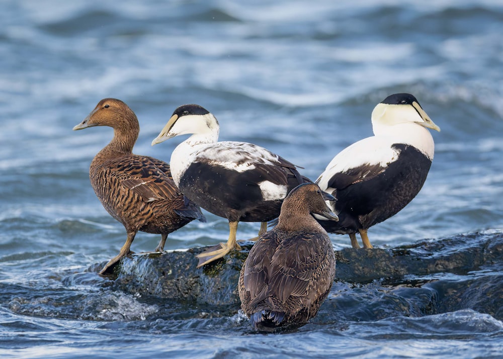 a group of ducks standing on a rock in the water