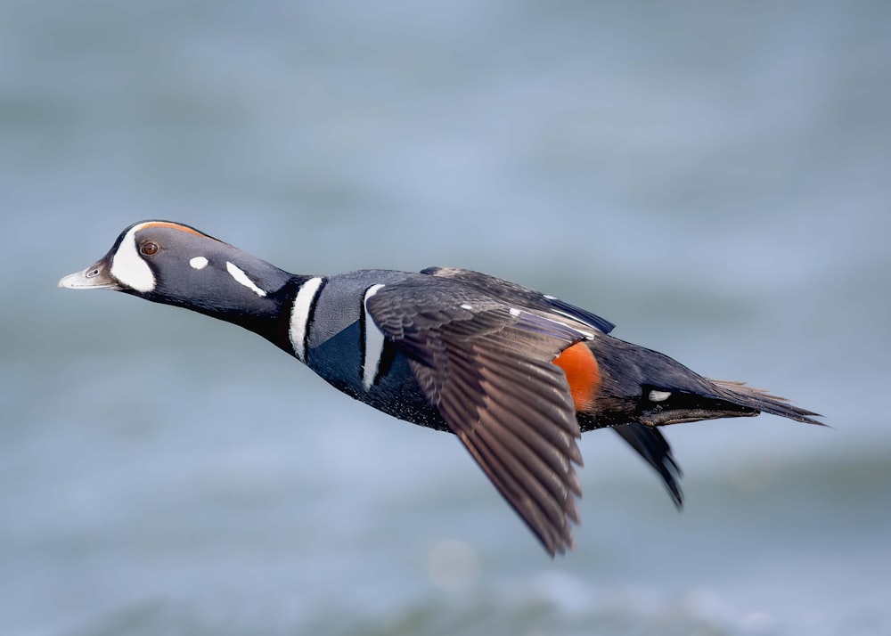 a bird flying over a body of water