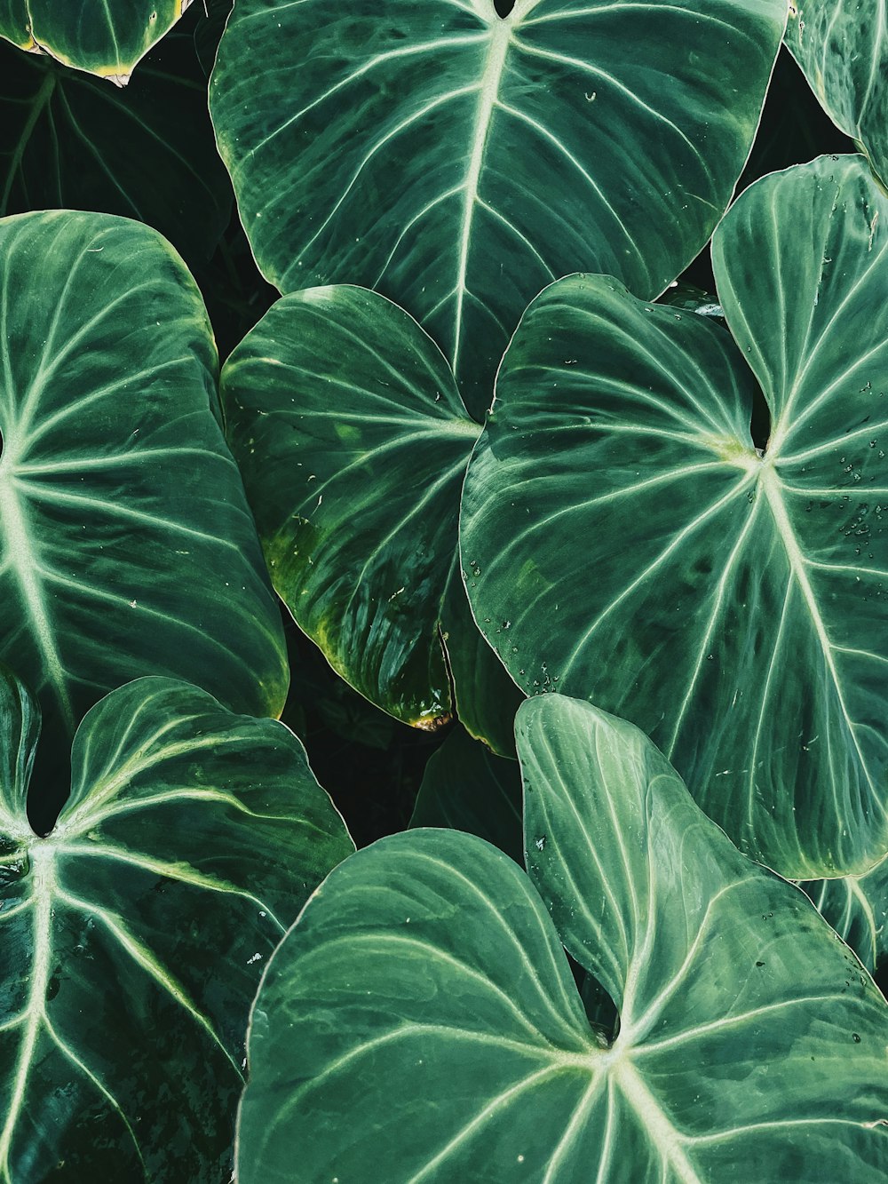 a close up of a large green leafy plant